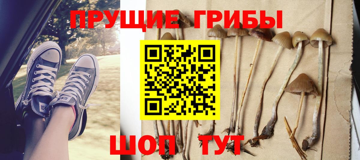 Псилоцибиновые грибы Psilocybe Алатырь